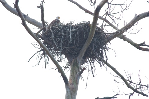 Look at the size of that nest!